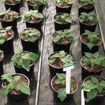 4_poinsettie_con_floraplus3.jpg