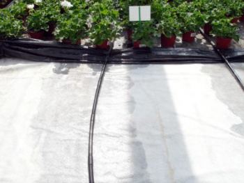 florapol_4_gross-400x300.jpg