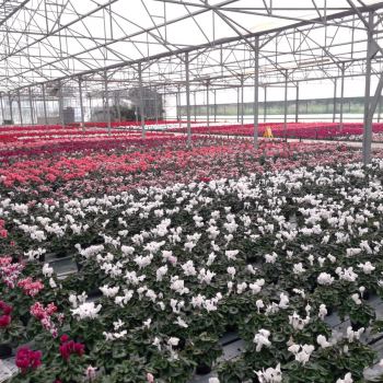 20_ciclamini_con_aquafol_bianco_e_floraplus3.jpg