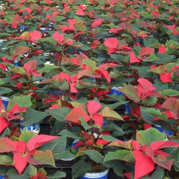 10_poinsettie_con_floraplus3.jpg