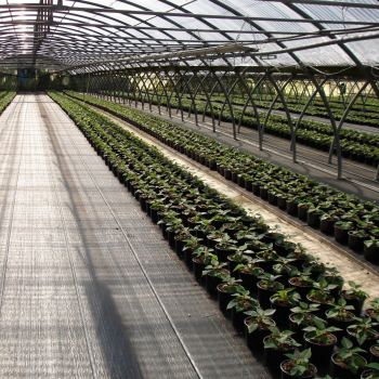 3_poinsettie_con_floraplus3.jpg