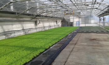 Basilico a Genova con Floraplus  R