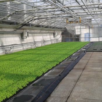 17_basilico_con_floraplus2.jpg