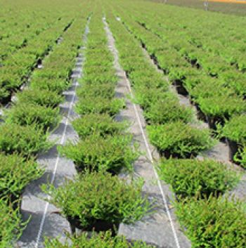 Teli pacciamanti di alta qualità