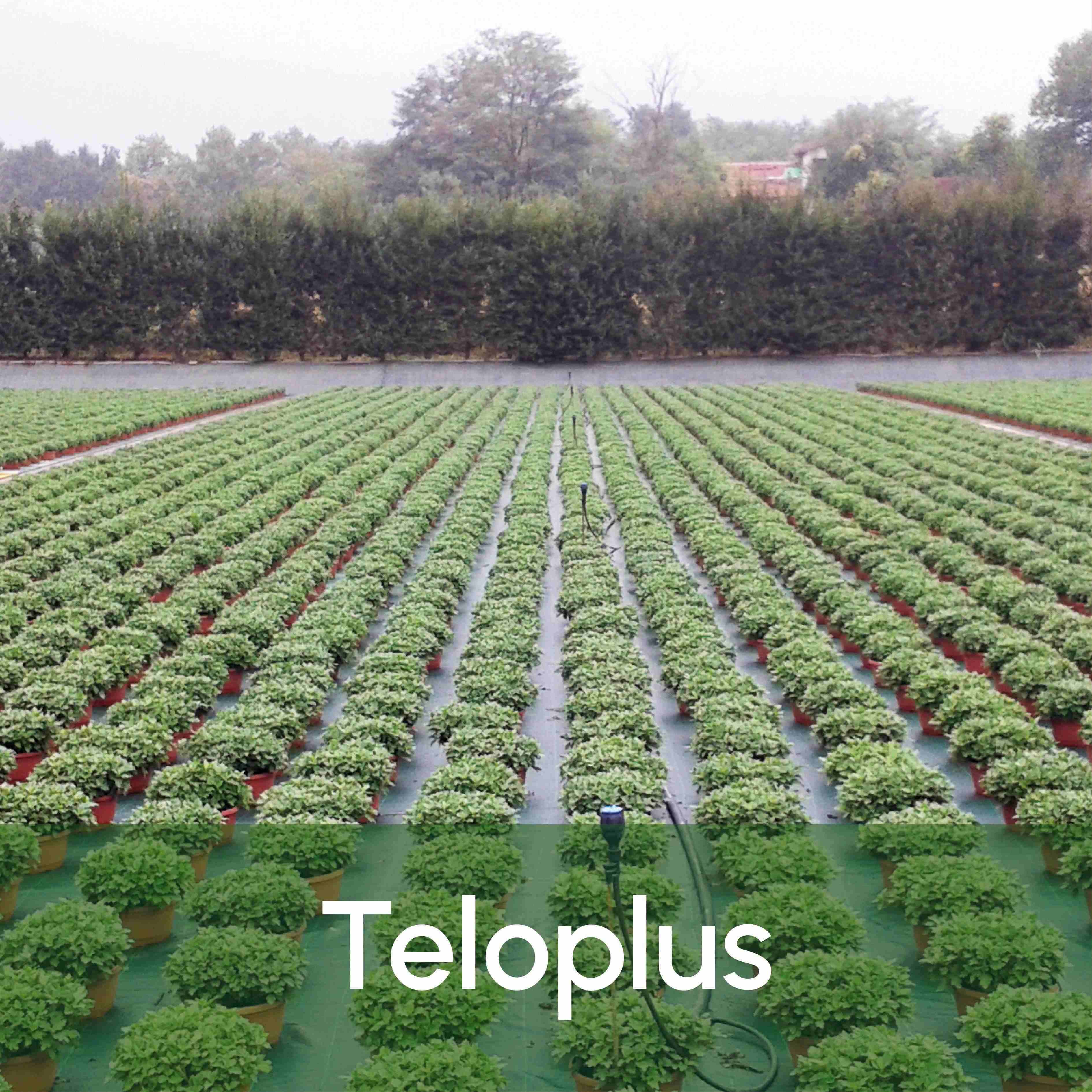 Teloplus.jpg